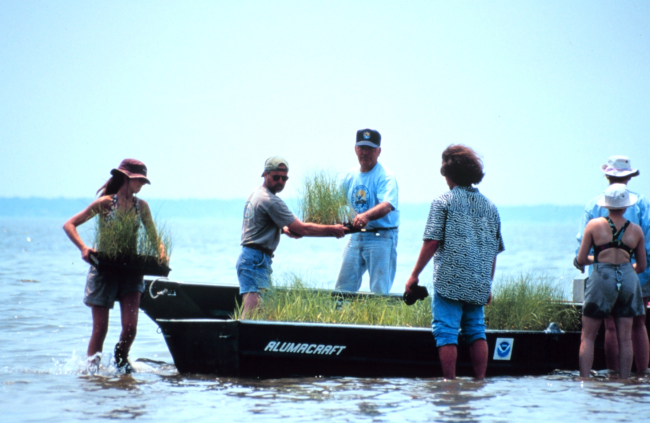 Volunteers move planting material to the island