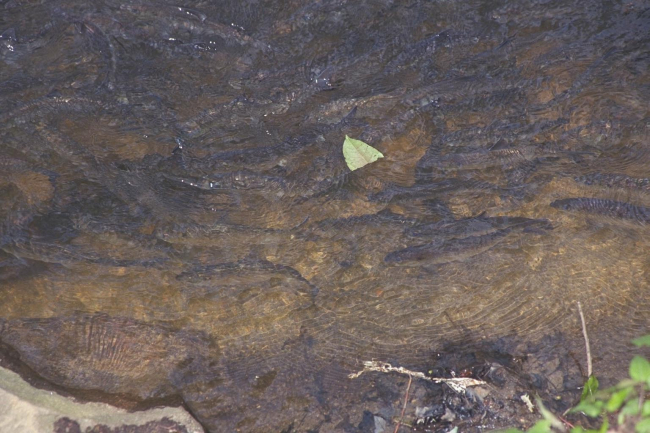 A single leaf floats above the river; hundreds of migrating blueback herring andalewife are just below the surface