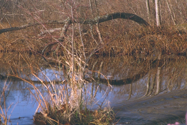 Fresh water wetlands at the Parker River restoration site