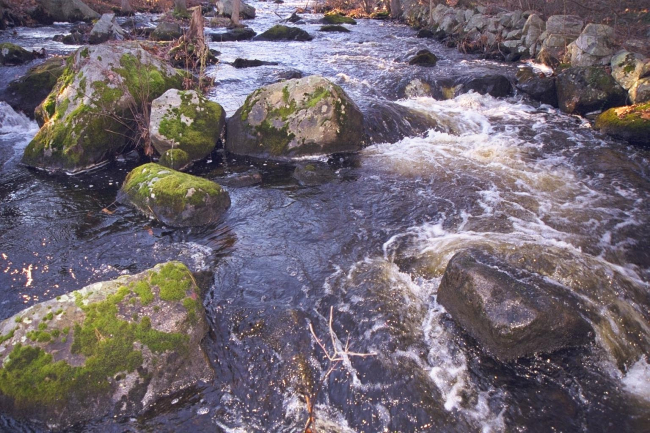 Moss covered rocks in the Parker River