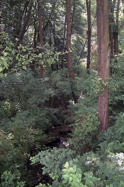 The understory at Glade Bekken watershed is natural and desirable as spawninghabitat for coho and chum salmon that are found in the streams in thiswatershed