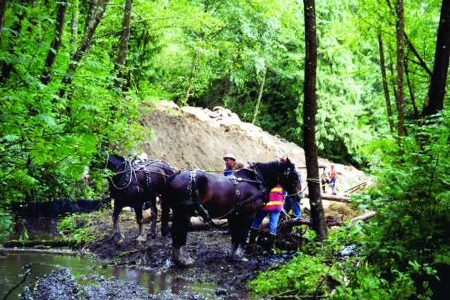 Gentle draft horses were used to transport wood to the sensitive regions of theupper river where heavy machinery would have been inappropriate