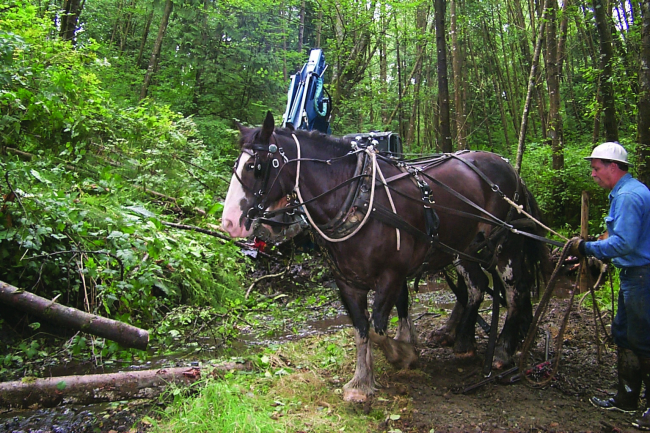 A driver prepares the draft horses to haul a load of woody debris to the upperstream bed