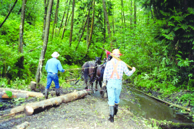 Two men drive their horses into the stream to drop wood off at the restorationstaging site