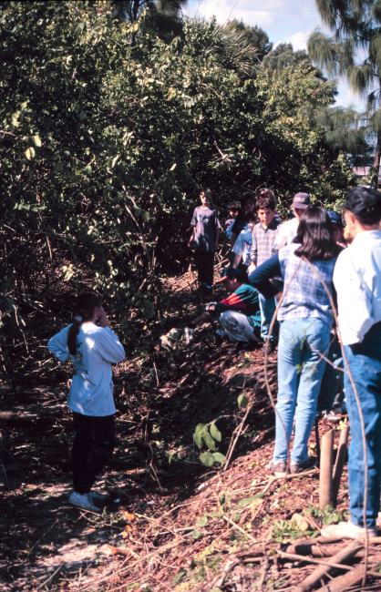 Student volunteers cut Brazilian Pepper growth from native mangrove habitatalong Indian River Lagoon