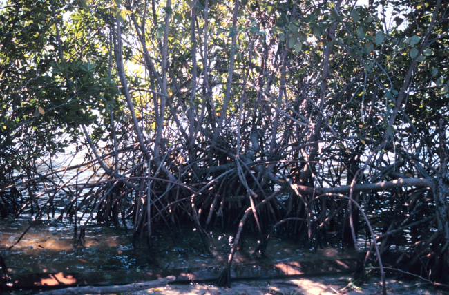 Mangroves unimpeded by Brazilian Pepper bushes