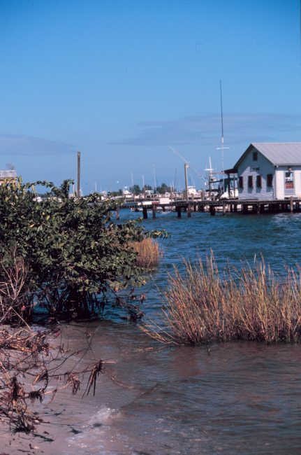 The shoreline at Indian River Lagoon