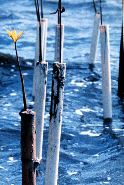 Mangrove seedlings are placed in PVC pipes to protect them from boat wakescaused by boats traveling at high speeds in the shallow estuarine waters of theIndian River Lagoon