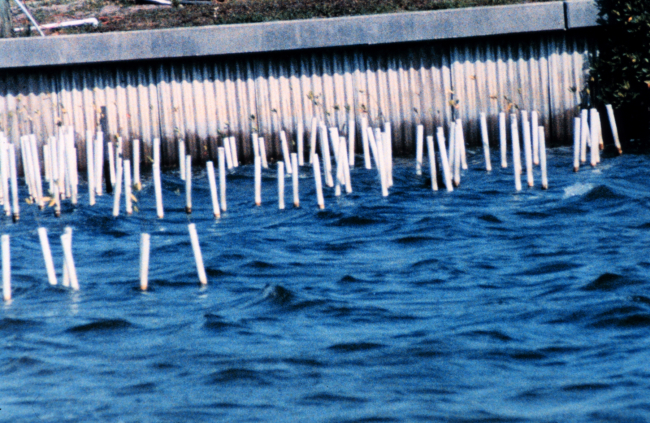 A group of mangrove seedlings are protected by PVC pipes at a marina in Florida