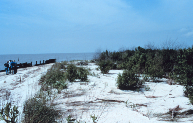 Area 2; a northwest view of the beach and dunes