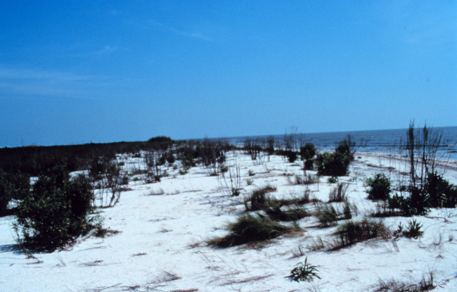 Southeast of area 1; a southeast view of the beach area fronting the eastern endof Mobile Canal