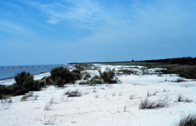 Between areas 1 and 2, a northwest view of the beach and dunes