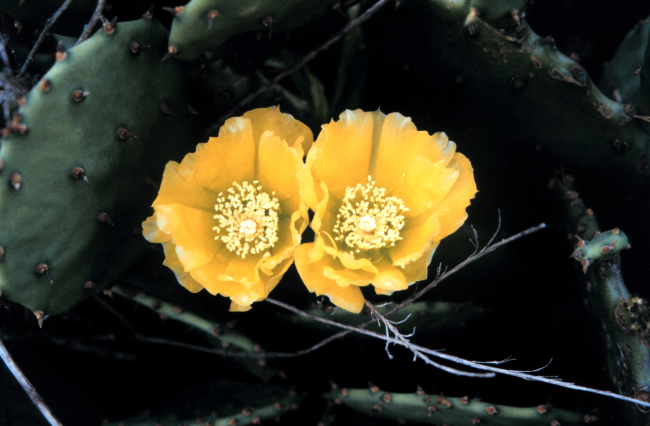 A close-up of a flowering cactus