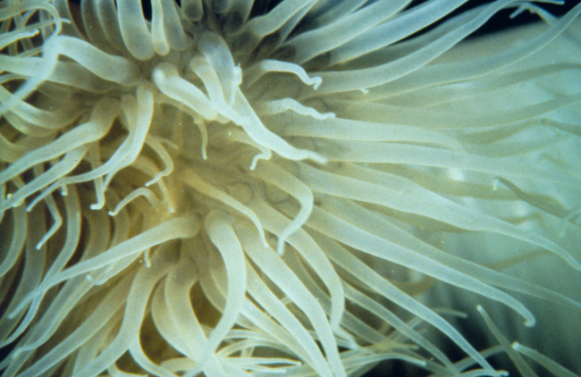 Metriolium senile, an anenome commonly found in Rhode Island waters