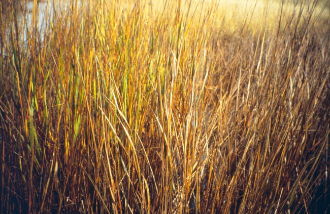 Dixon Bay, a close up of oiled Spartina alterniflora, emulsion and brownedleaves
