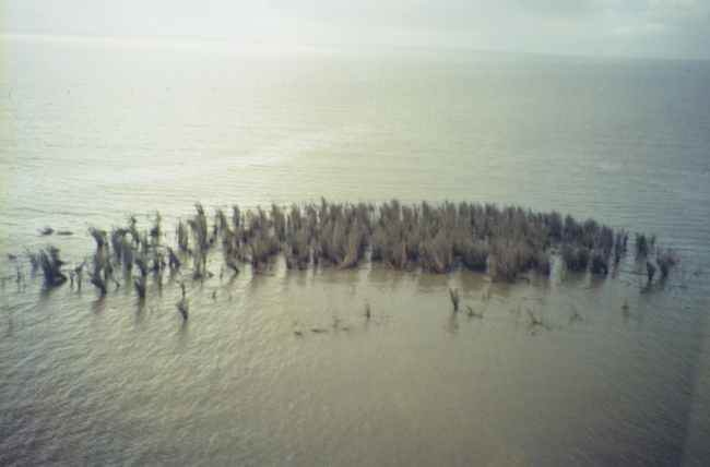 Dixon Bay, an aerial image of degrading marsh in oil