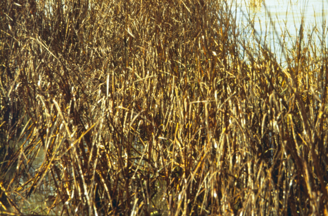 Dixon Bay, a close up of oiled Spartina alterniflora