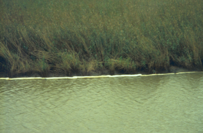Dixon Bay, oiled vegetation against backdrop of boomed marsh