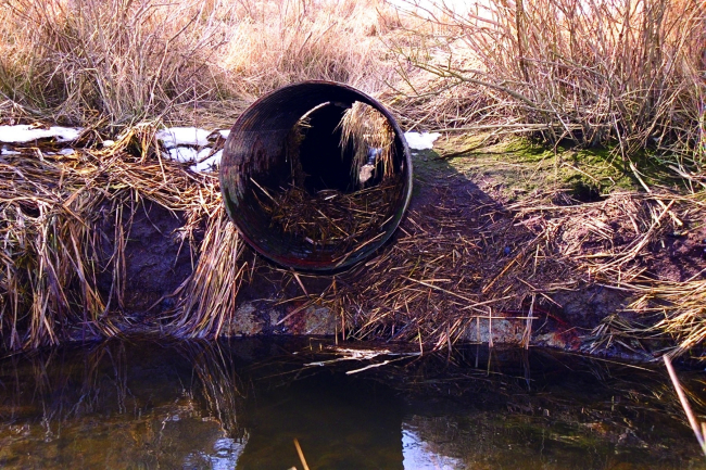 A malfunctioning culvert at the Quivett Creek marsh