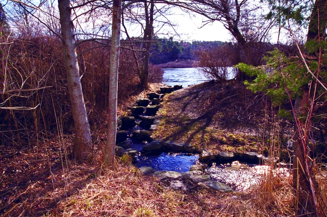 An historic anadromous fish ladder that leads from Quivett Creek to theheadwater pond where alewives spawn