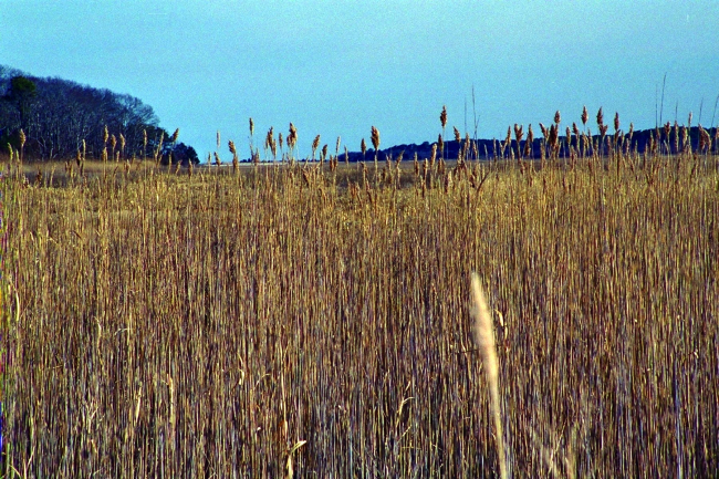 Large stands of Phragmites australis often indicate that salt water flow isrestricted in marshes