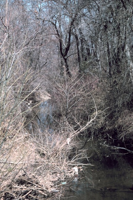 A close-up view of the scrub under-brush common along Army Creek