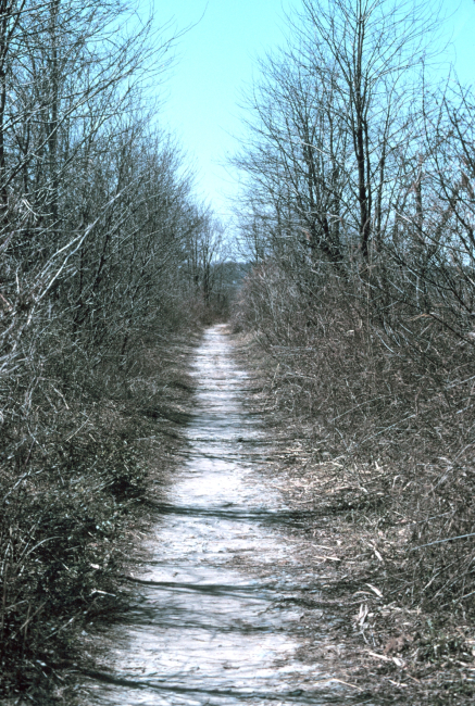 The path that leads to the tide gate at Army Creek