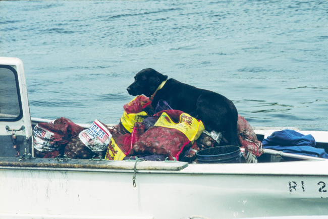 A black lab walks over hundreds of pounds of quahogs that were dug up by localshellfishermen for transplant to quahog spawner sanctuaries off SakonnetRiver and outer Greenwich Bay