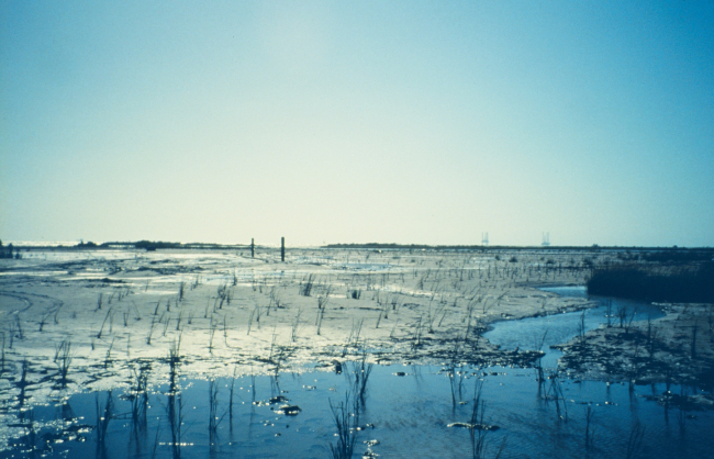 Planted sprigs of Spartina alterniflora