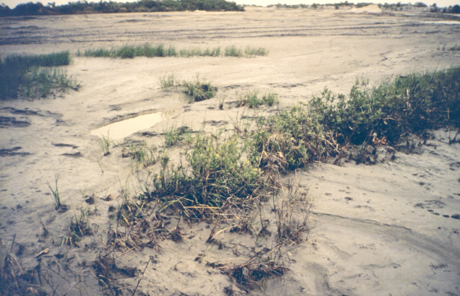 Spartina alterniflora was planted at several cell sites around East TimbalierIsland