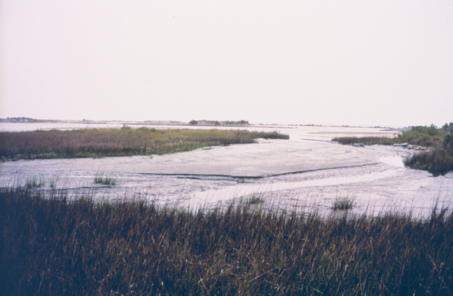 Post restoration, this image shows the cell that did not perform well afterbeing planted with Spartina alterniflora