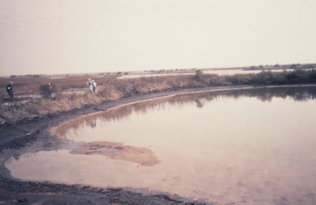During restoration construction of the marsh platform, sediments beingpumped into the cells created to contain the dredge material