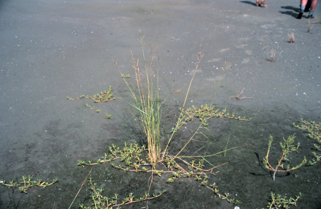 Smooth cordgrass, Spartina alterniflora, at low tide