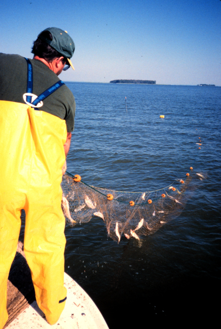The gillnet catch being brought in