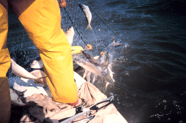 The sample catch coming on board, the fish in the net are mostly menhaden