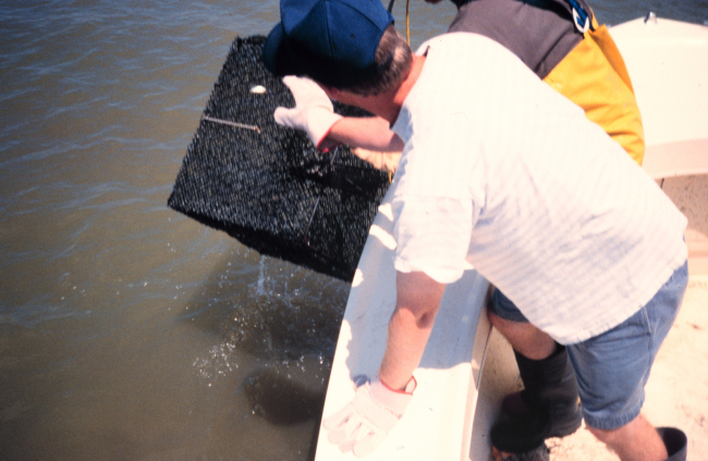 Chris Doley, of NOAA, hauls an experimental crab pot from the water at asampling site