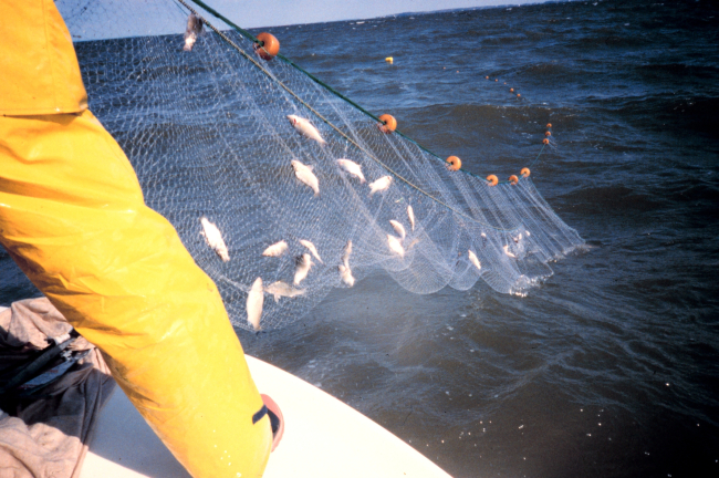retrieving a gillnet from the water, the mesh is 1&1/2