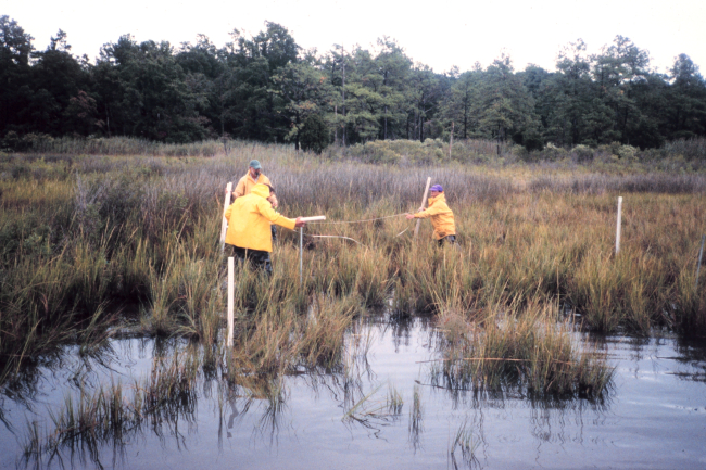 Preparing marsh sites for fyke net sampling at a reference site
