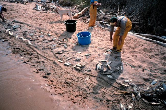 gillnet samples are processed at Coach Island