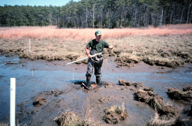 Dave Meyer in the marsh mud begins to prepare the site for a fyke netcollection