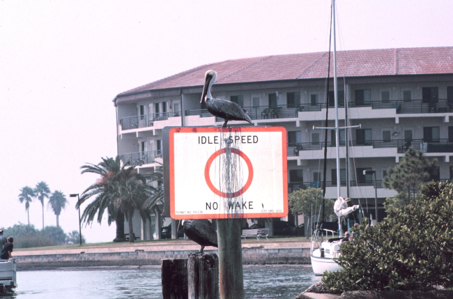 A Brown Pelican, one of the species commonly entangled in discarded fishingline, rests at the entrance to Maximo Park