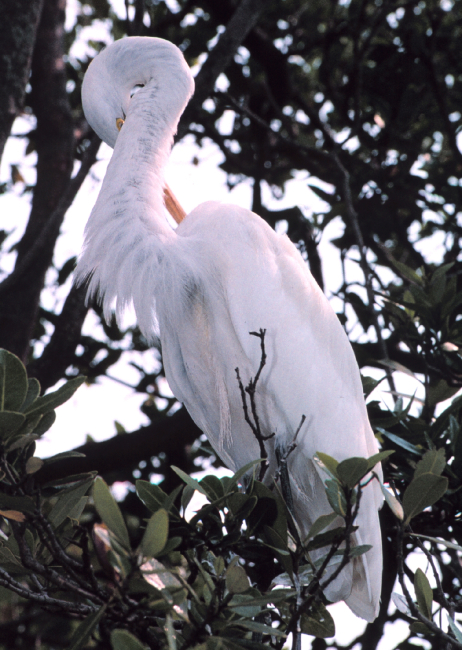 A Great Egret, Casmerodius albus, preens in a tree on an island in Tampa Bay