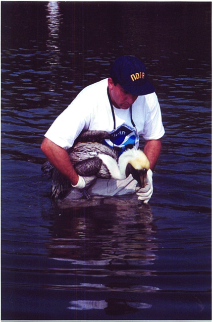 Scott Gudes of NOAA cradles a pelican that was injured when it became entangledin monofilament in its roosting area