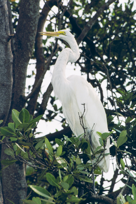 A Great Egret, Casmerodius albus, roosts in a tree