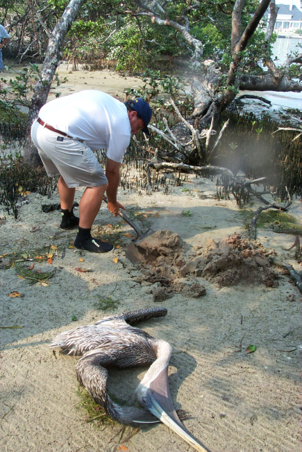 Scott Gudes buries a dead pelican that was removed from the mangroves where itwas entangled in discarded monofilament