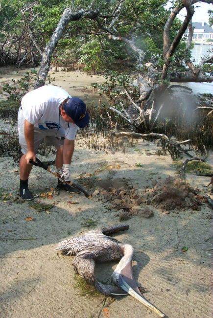 Scott Gudes prepares to bury a dead pelican
