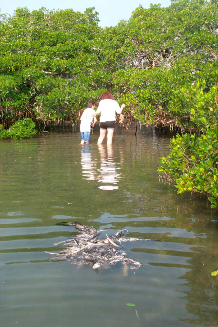 Volunteers hunt for discarded monofilament in the roots and branches ofmangroves