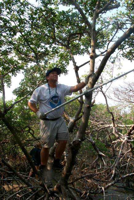 Scott Gudes uses a long handled boat hook to remove monofilament from theupper branches of mangroves where birds roost and may become entangled