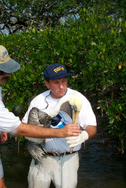 Scott Gudes cradles an injured pelican that was attached to mangroves bymonofilament