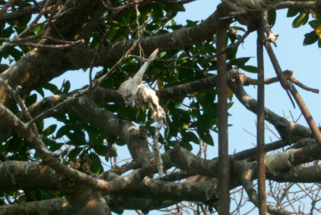 An unidentified bird skull hangs in the branches of a mangrove where it remindsvolunteers of the importance of the clean-up